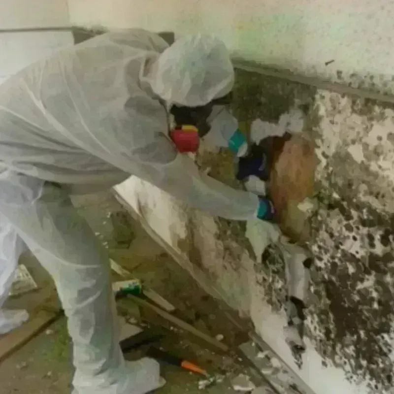 Mold Remediation and Removal in Madisonville, TX